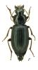 Ophonus stictus